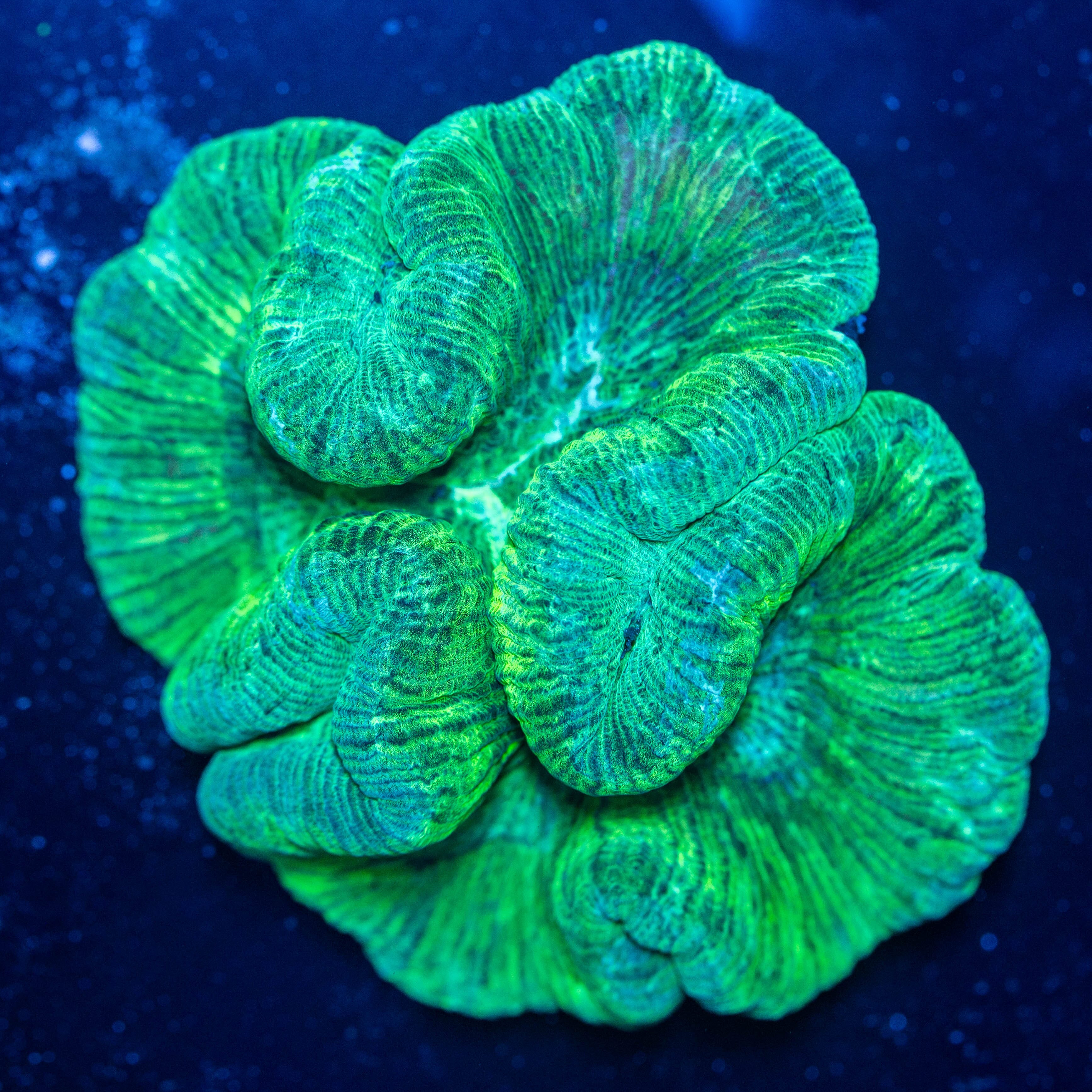 Brain Coral 6A - WYSIWYG Reef Lounge Coral 