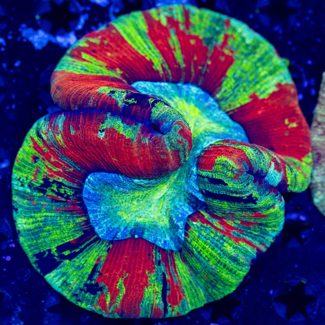 Brain Coral 6D - WYSIWYG LPS Coral Reef Lounge USA 