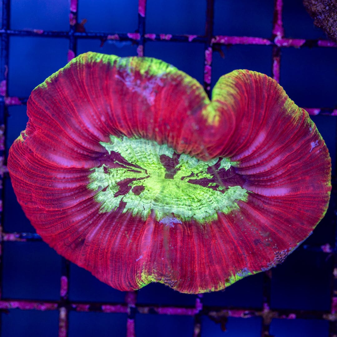 Brain Coral 7A - WYSIWYG Reef Lounge Norco 