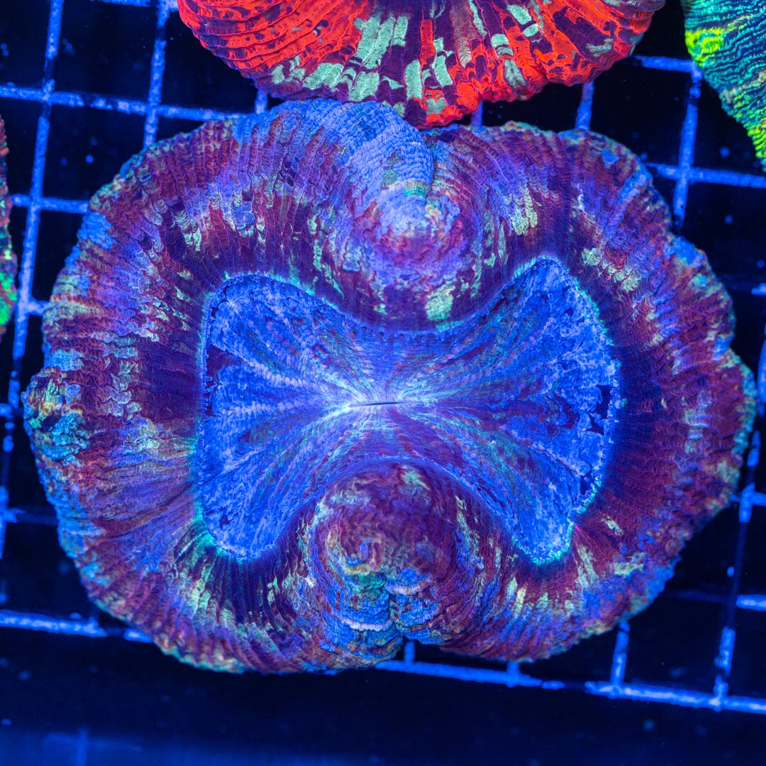 Brain Coral 7B - WYSIWYG Reef Lounge Norco 