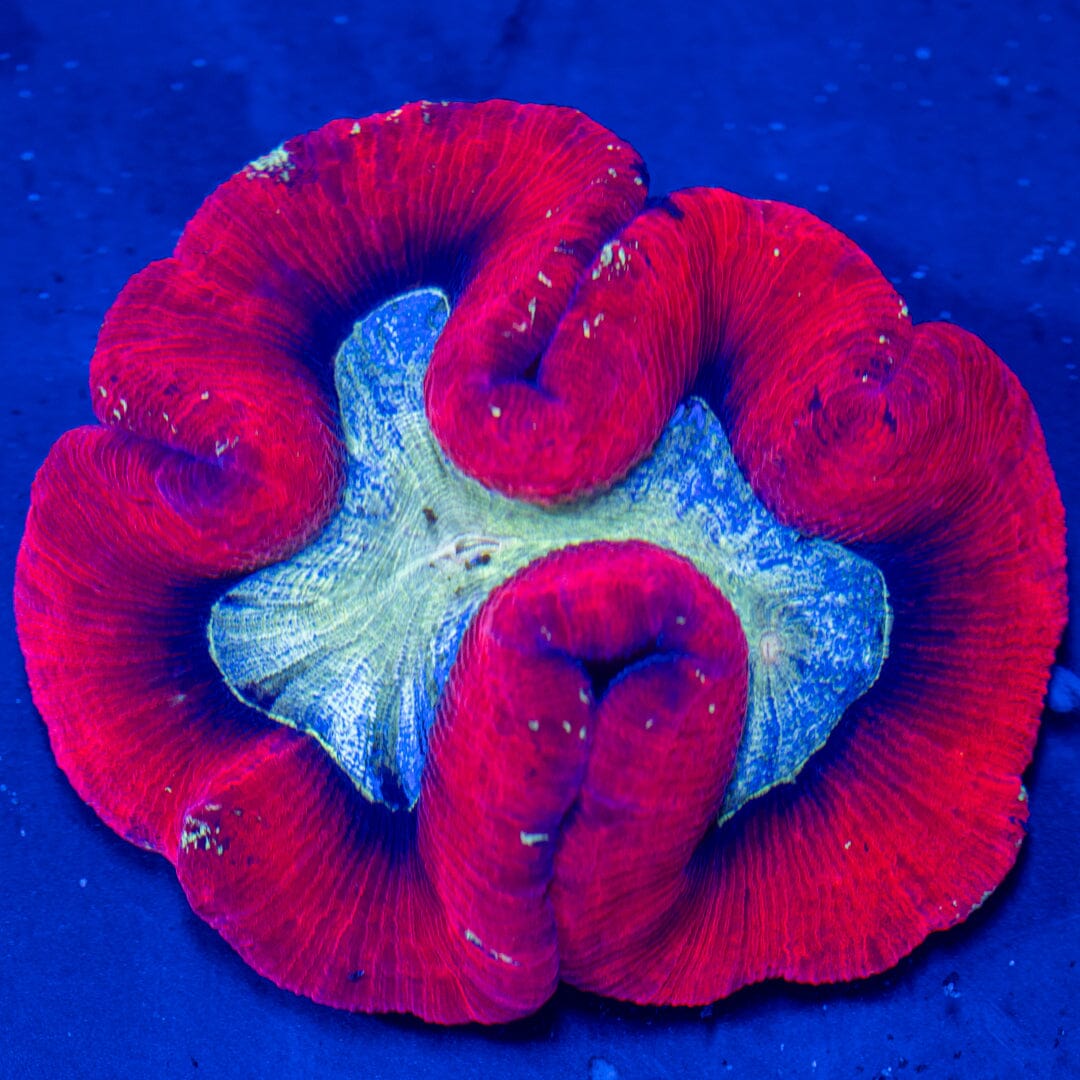 Brain Coral 8A - WYSIWYG Reef Lounge Norco 