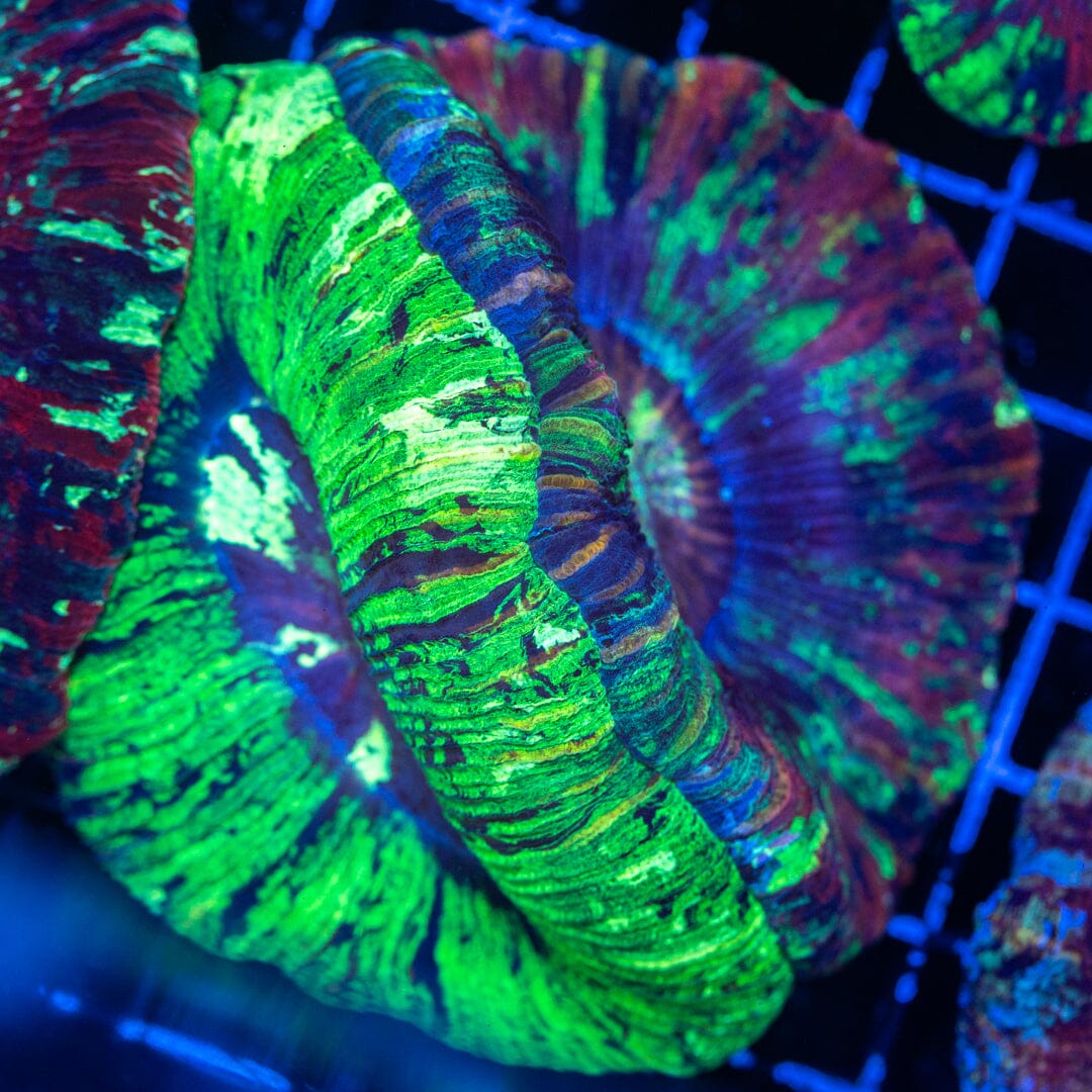 Brain Coral 8B - WYSIWYG Reef Lounge Norco 