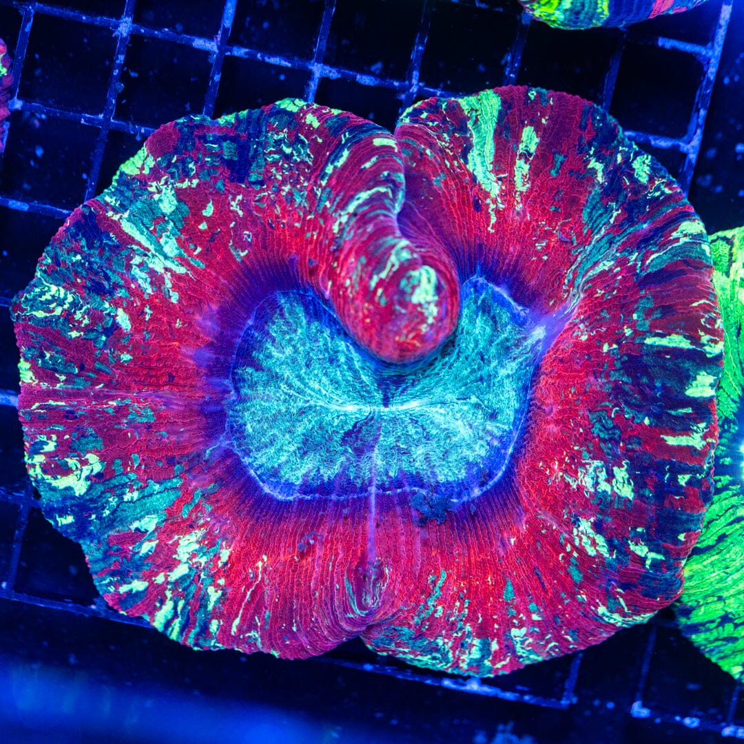 Brain Coral 9B - WYSIWYG Reef Lounge Norco 