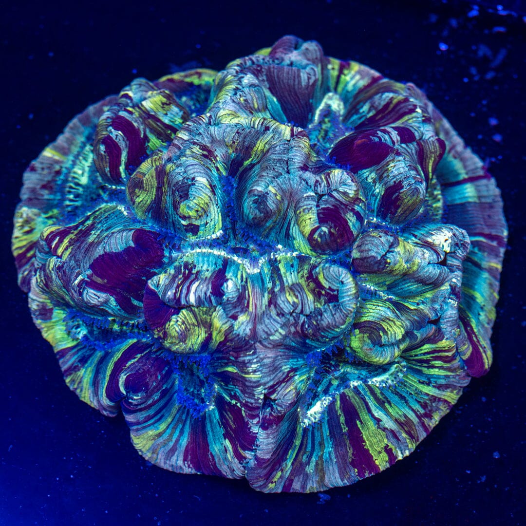 Brain Coral XXL 2B - WYSIWYG Reef Lounge Norco 