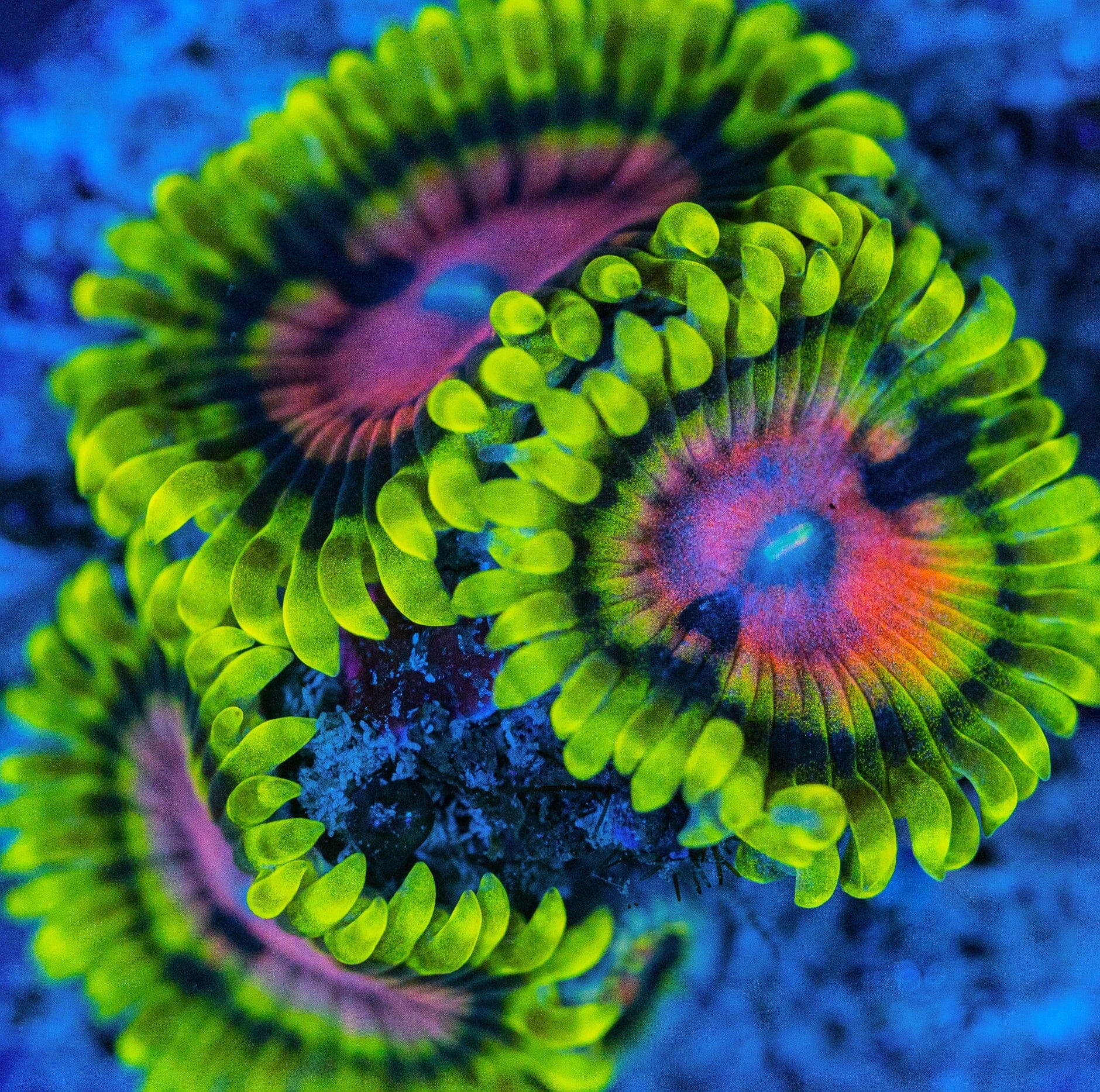 Brain Damage Zoanthids Reef Lounge USA 