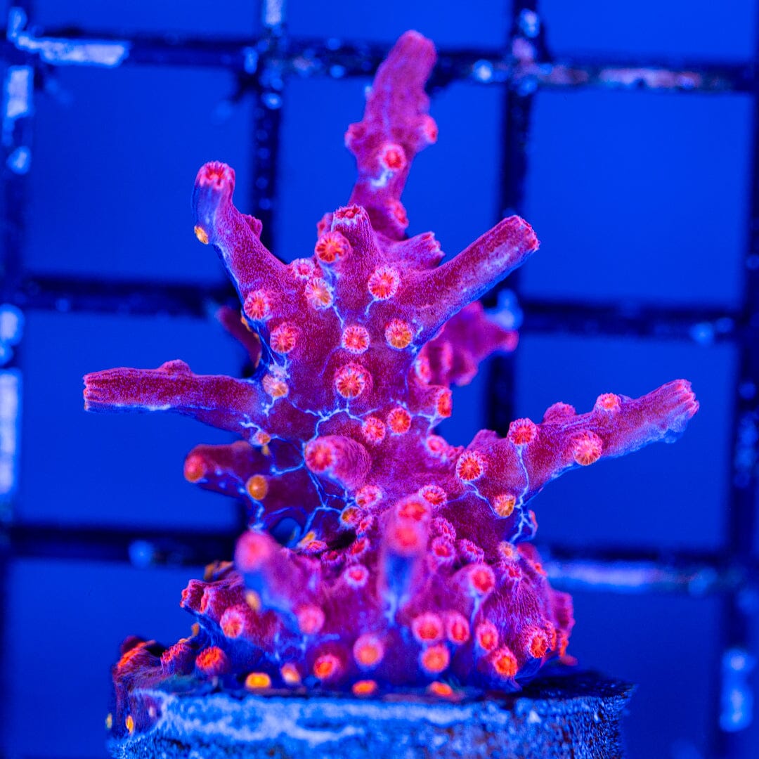 Branching Cyphastrea Reef Lounge Coral 