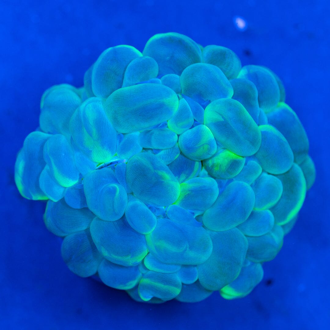 Bubble Coral 1A - WYSIWYG Reef Lounge Coral 