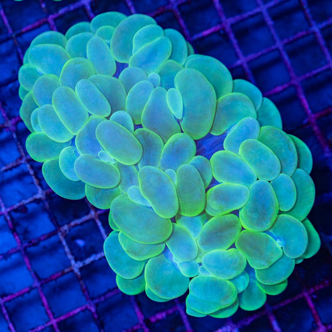 Bubble Coral 1B - WYSIWYG Reef Lounge Coral 