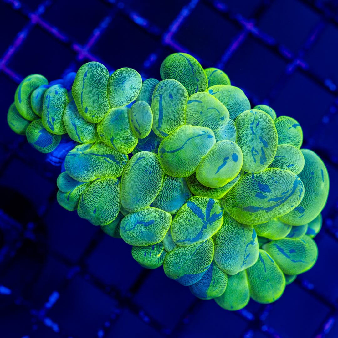 Bubble Coral 1C - WYSIWYG Colony Reef Lounge Norco 