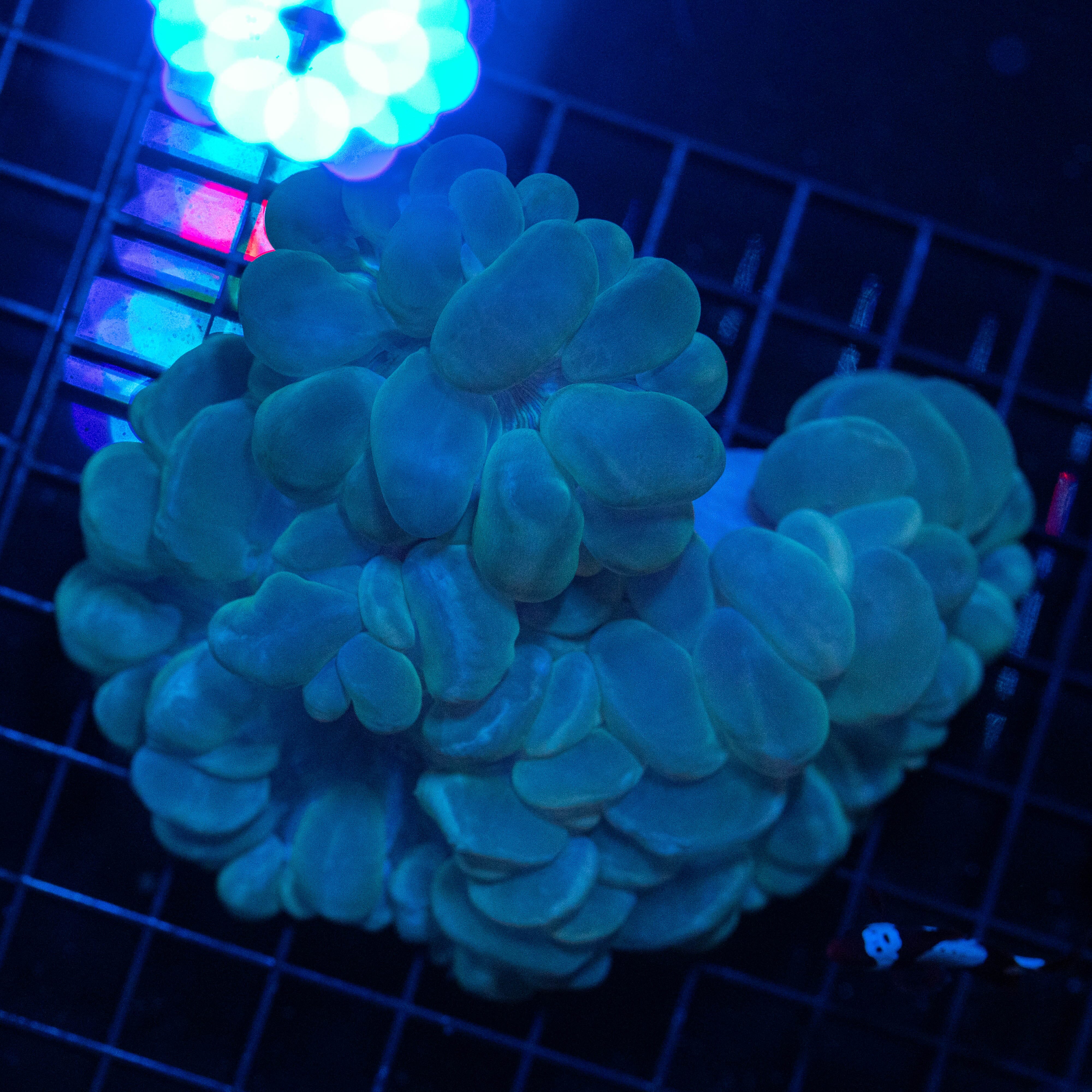 Bubble Coral 1E - WYSIWYG Reef Lounge Norco 