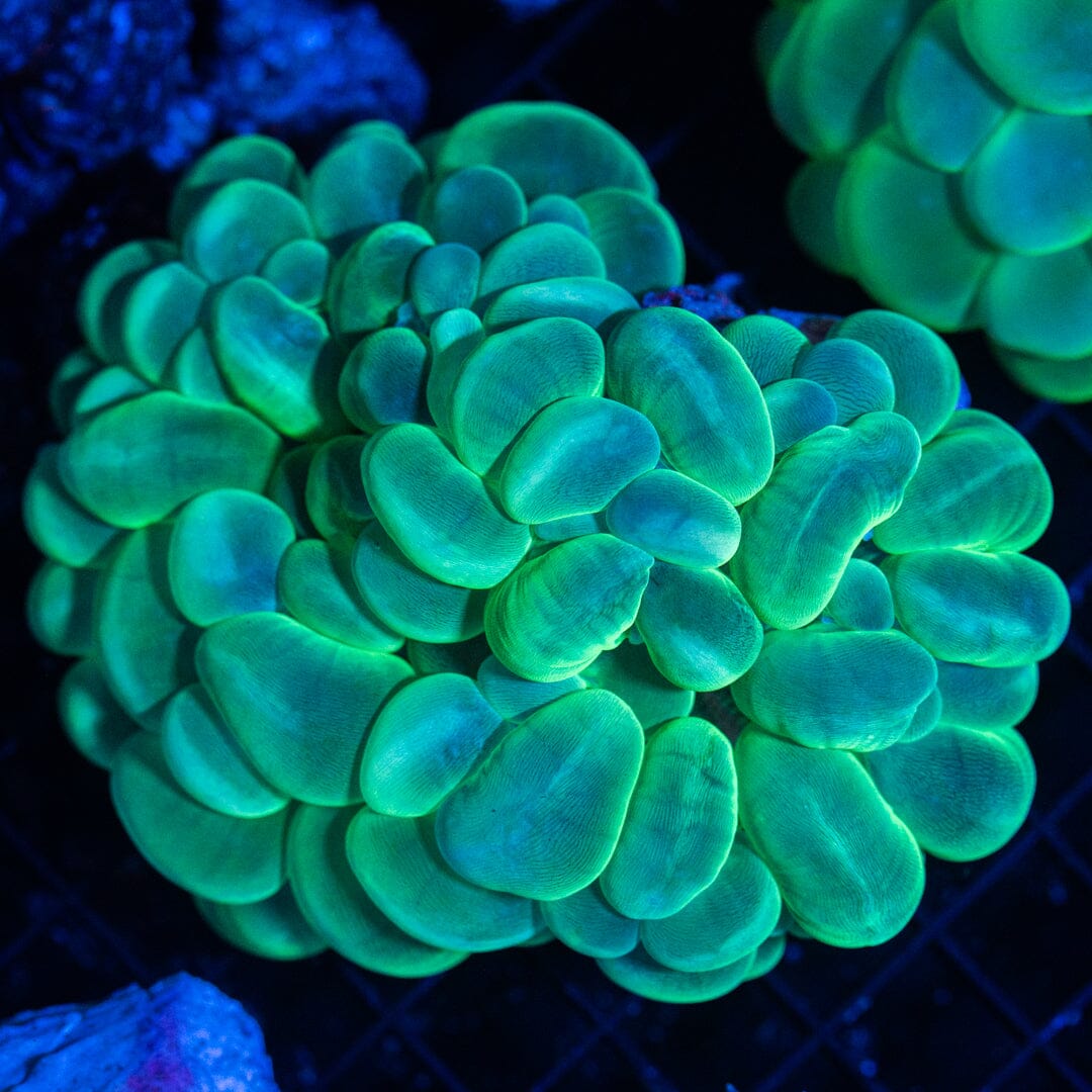 Bubble Coral 2A - WYSIWYG Reef Lounge Coral 