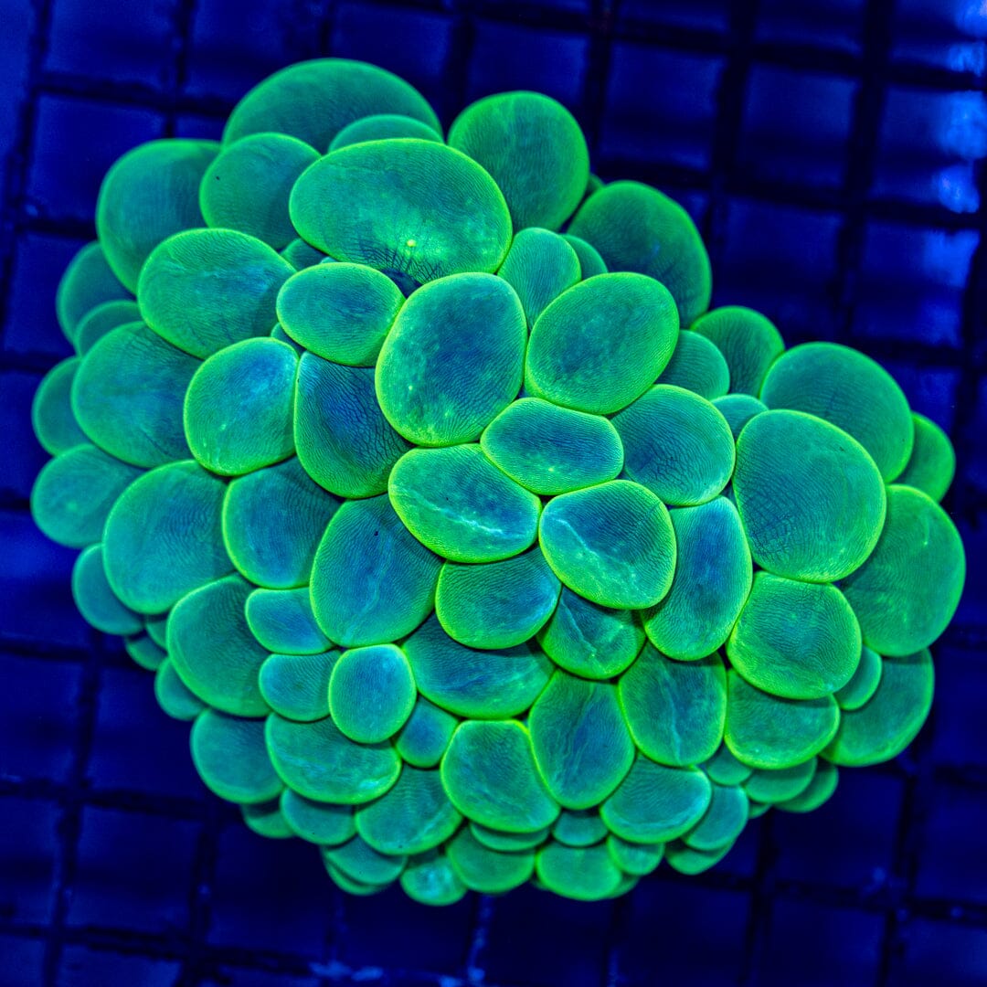 Bubble Coral 2F - WYSIWYG Reef Lounge Norco 
