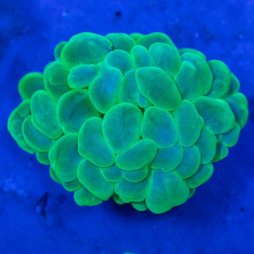 Bubble Coral 3A - WYSIWYG Reef Lounge Coral 