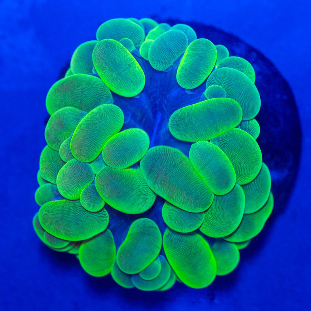 Bubble Coral 3A - WYSIWYG Reef Lounge Norco 