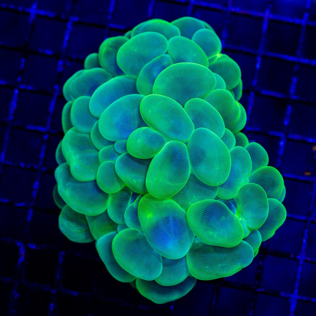 Bubble Coral 3C - WYSIWYG Colony Reef Lounge Norco 
