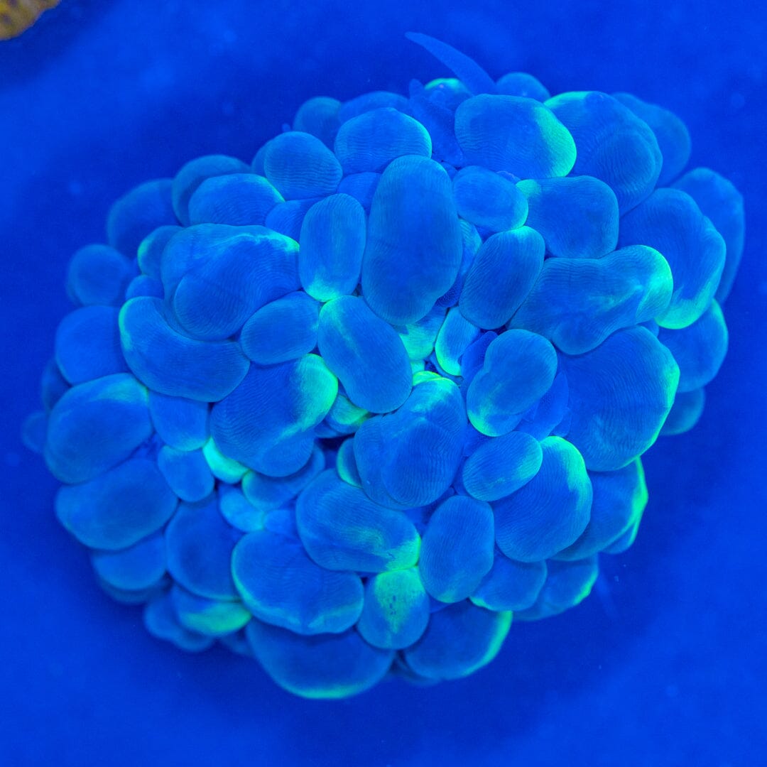 Bubble Coral 6A - WYSIWYG Reef Lounge Coral 