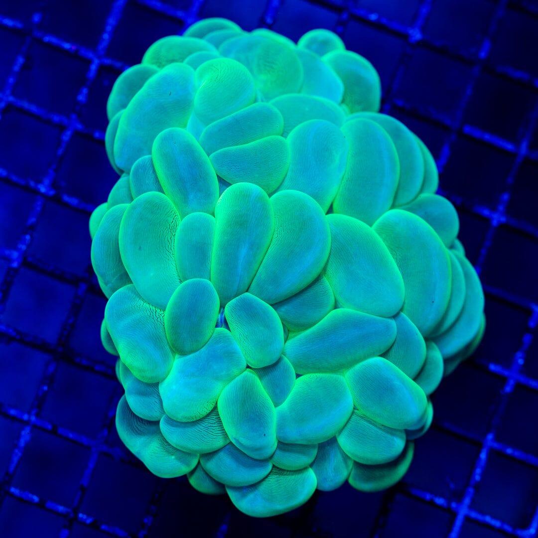 Bubble Coral 6C - WYSIWYG Colony Reef Lounge Norco 