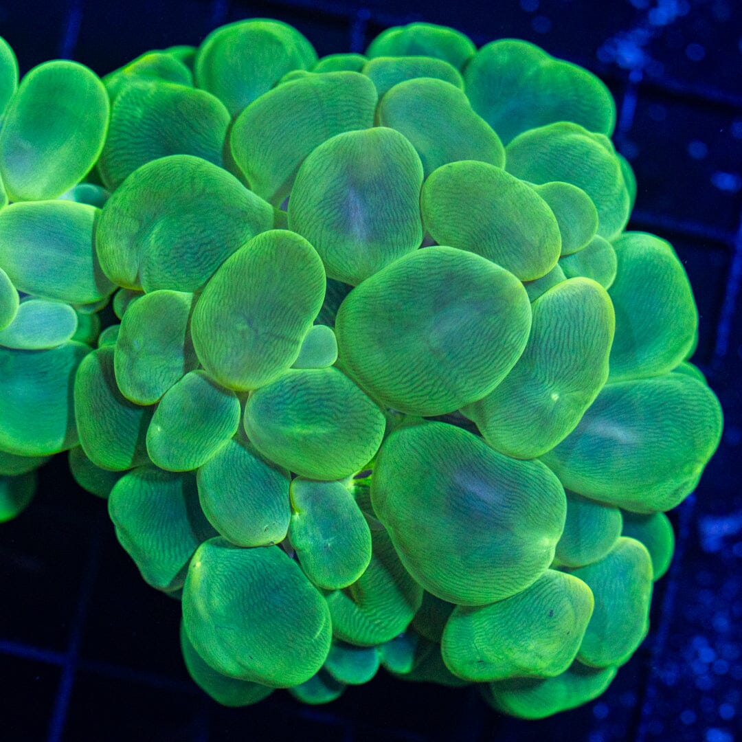 Bubble Coral 7A - WYSIWYG Reef Lounge Norco 