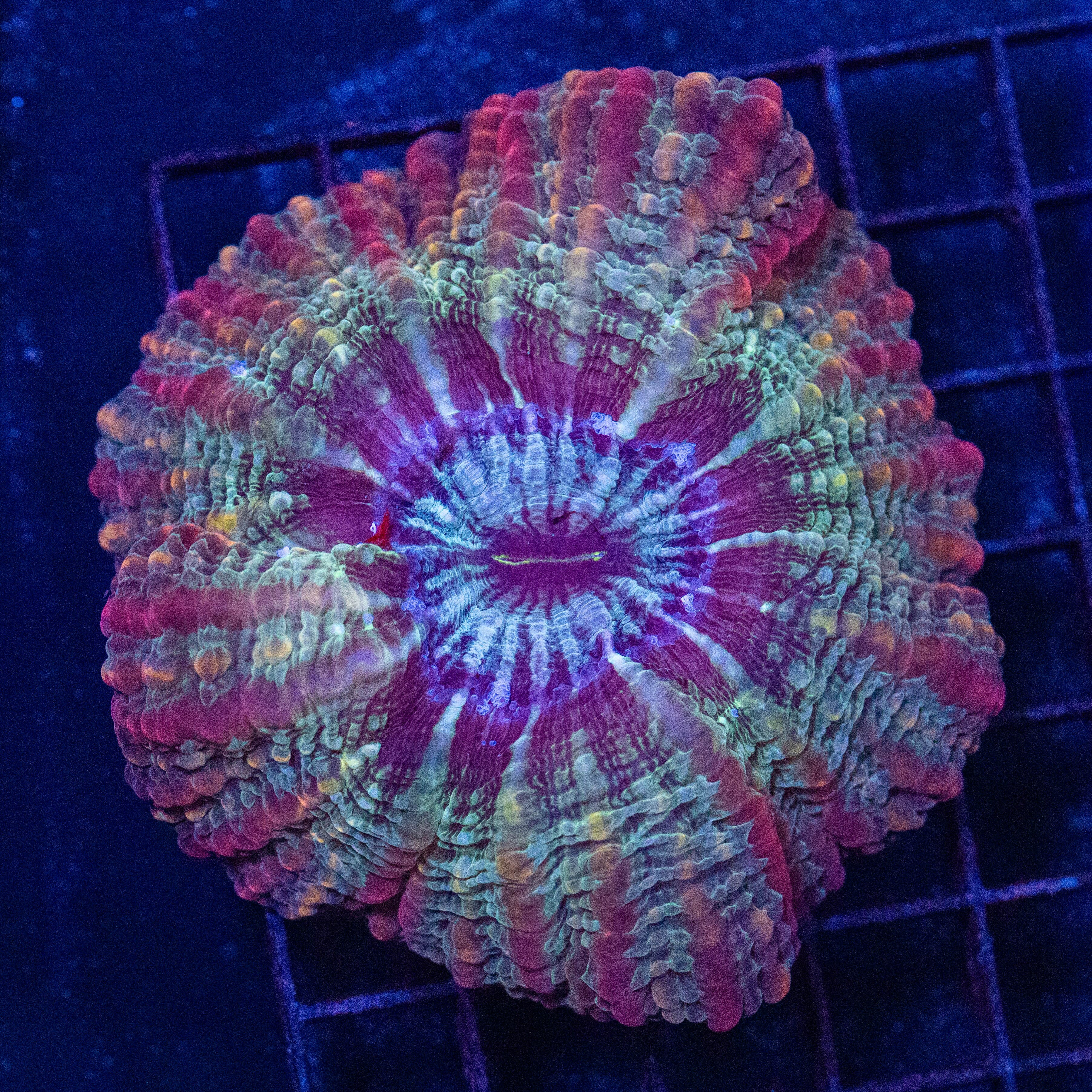 Bubblegum Indophyllia 1A - WYSIWYG Reef Lounge Norco 