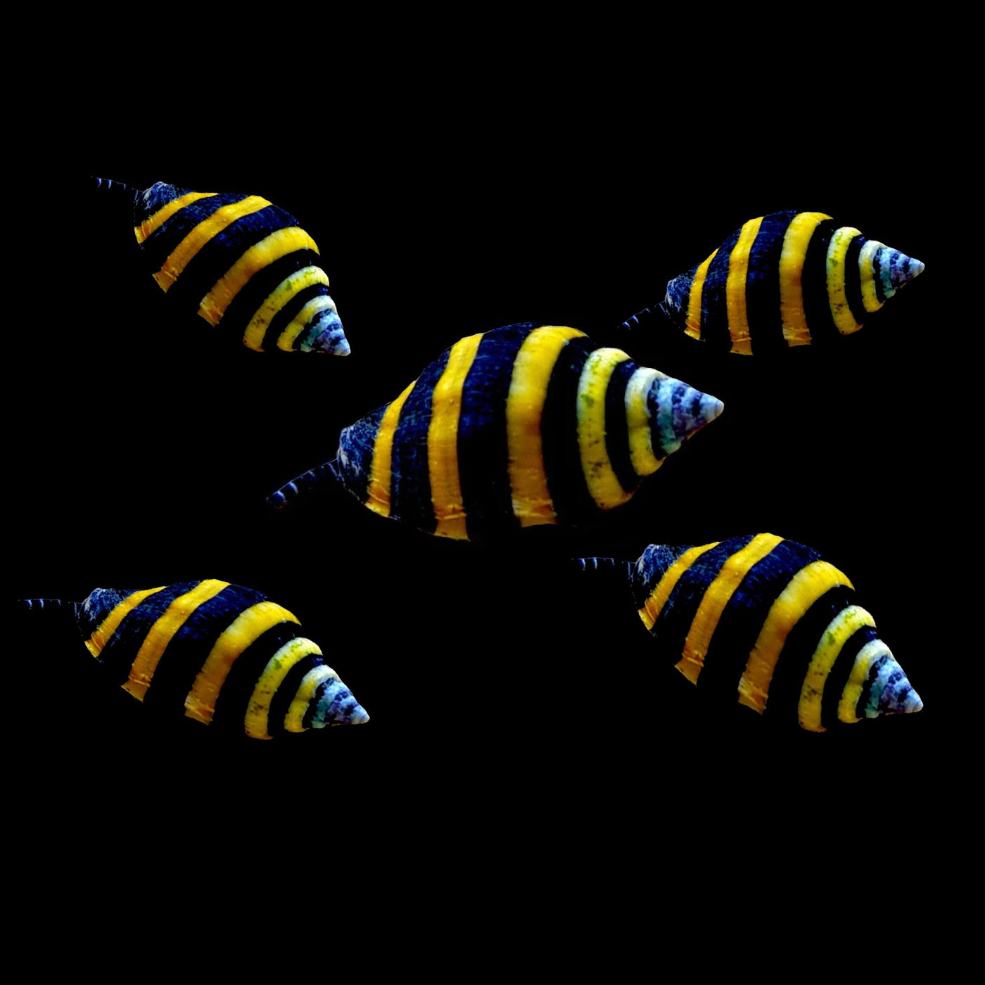 Bumblebee Snail Invertebrate Reef Lounge USA 