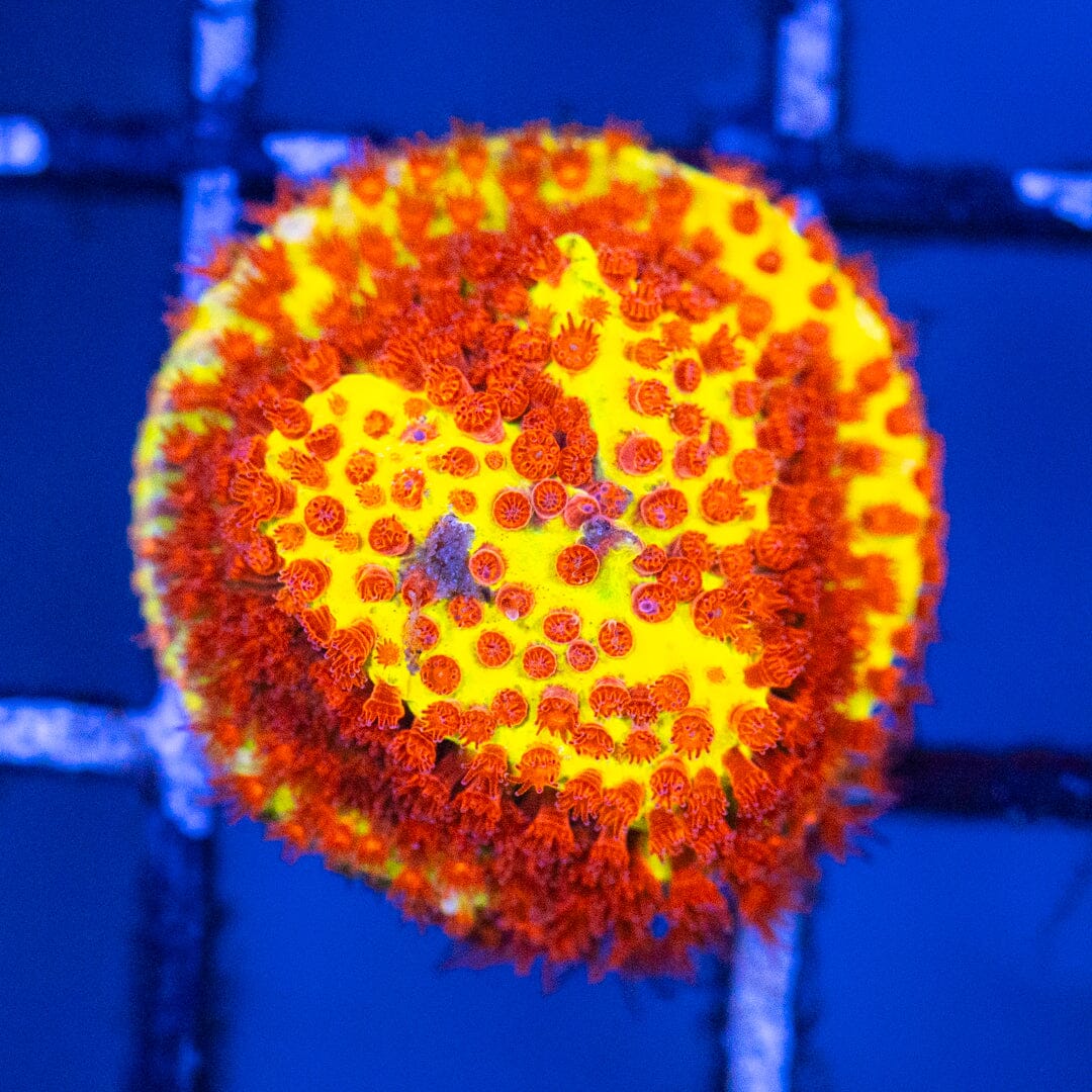 Burning Banana Stylocoeniella Favia Reef Lounge USA 