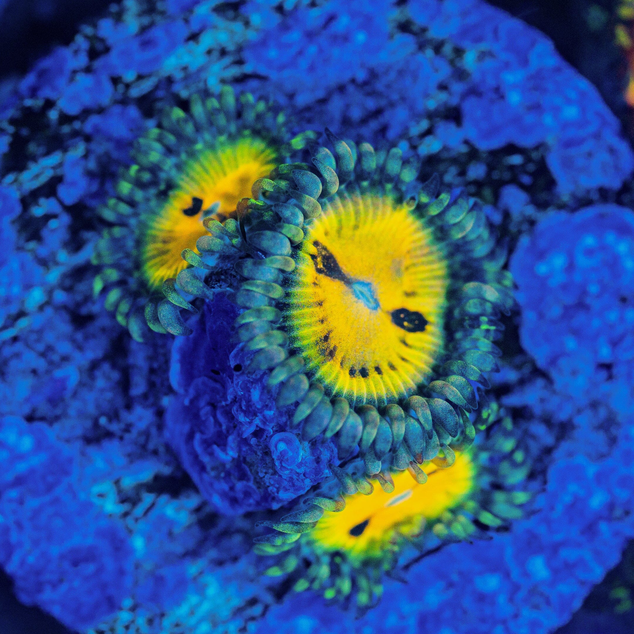 Buttmuncher Zoanthids Zoanthids Reef Lounge USA 