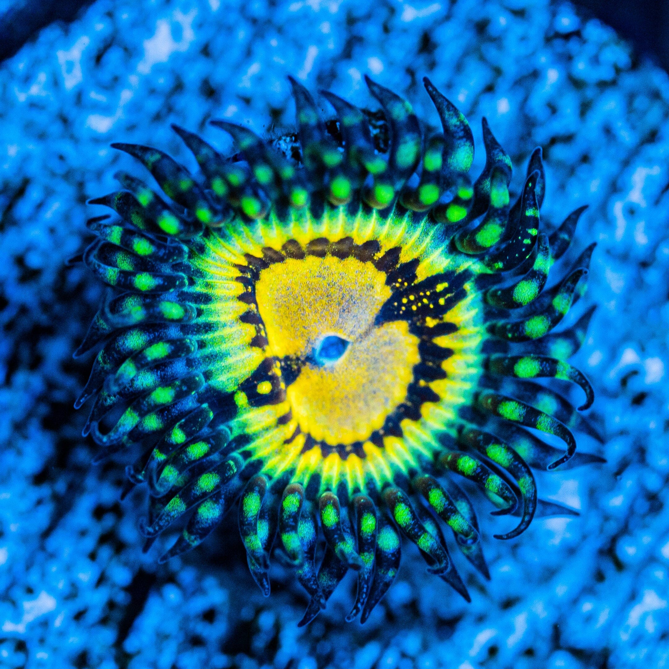 Buttmuncher Zoanthids Zoanthids Reef Lounge USA 