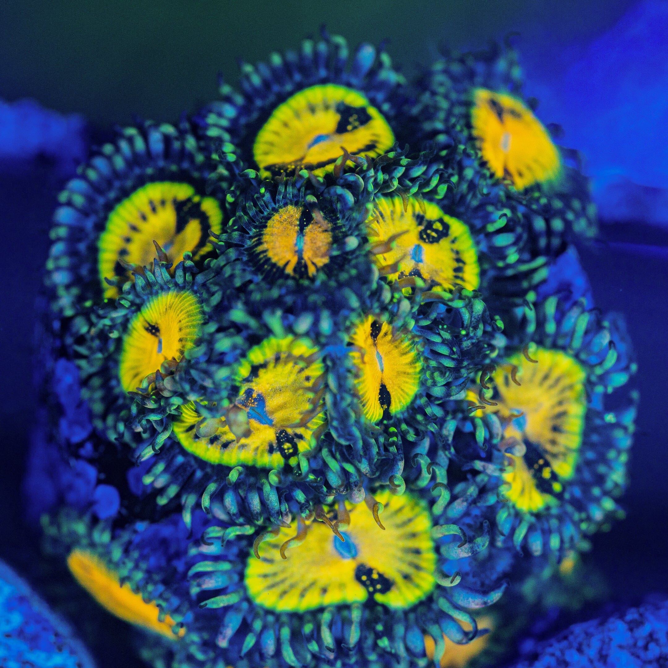 Buttmuncher Zoanthids Zoanthids Reef Lounge USA 