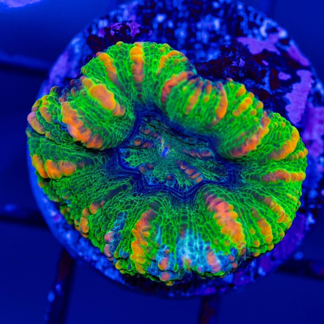 Button Scoly 2A - WYSIWYG LPS Coral Reef Lounge USA 