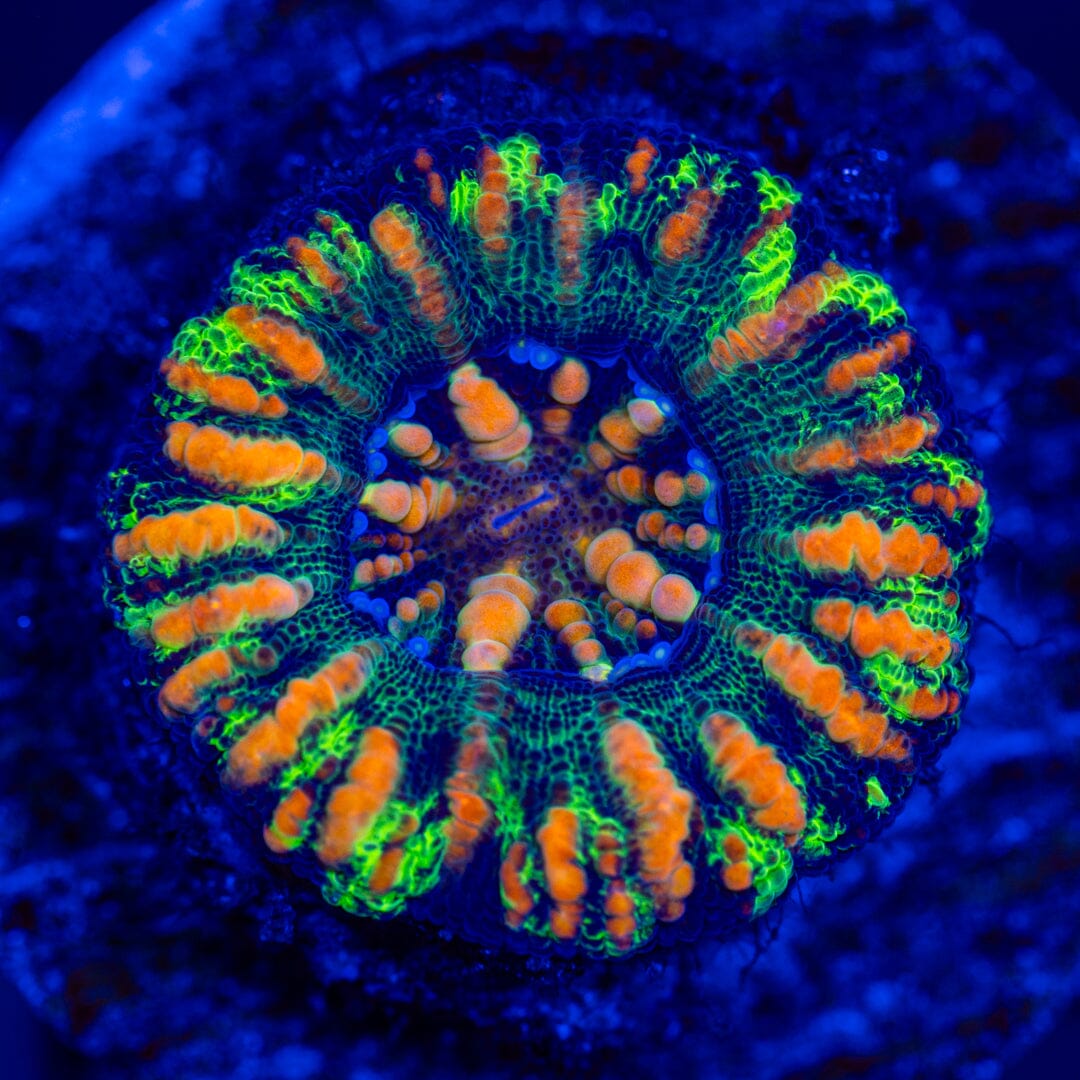 Button Scoly 3A - WYSIWYG LPS Coral Reef Lounge USA 