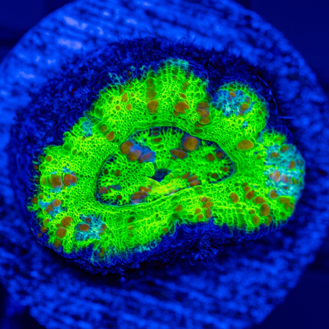 Button Scoly 7A - WYSIWYG LPS Coral Reef Lounge USA 