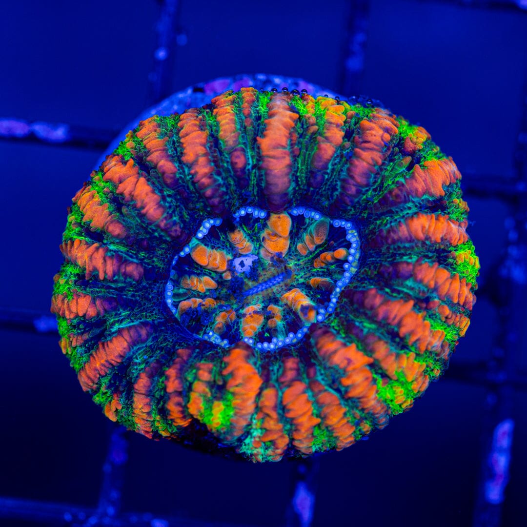 Button Scoly 8A - WYSIWYG LPS Coral Reef Lounge USA 