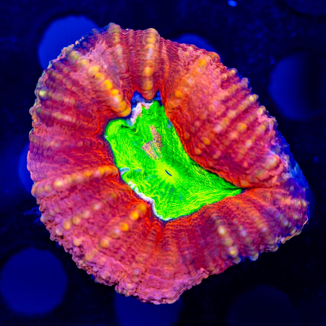 Candy Apple Lobo 1D - WYSIWYG LPS Coral Reef Lounge USA 