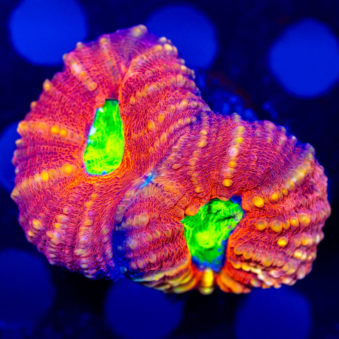 Candy Apple Lobo 2D - WYSIWYG LPS Coral Reef Lounge USA 