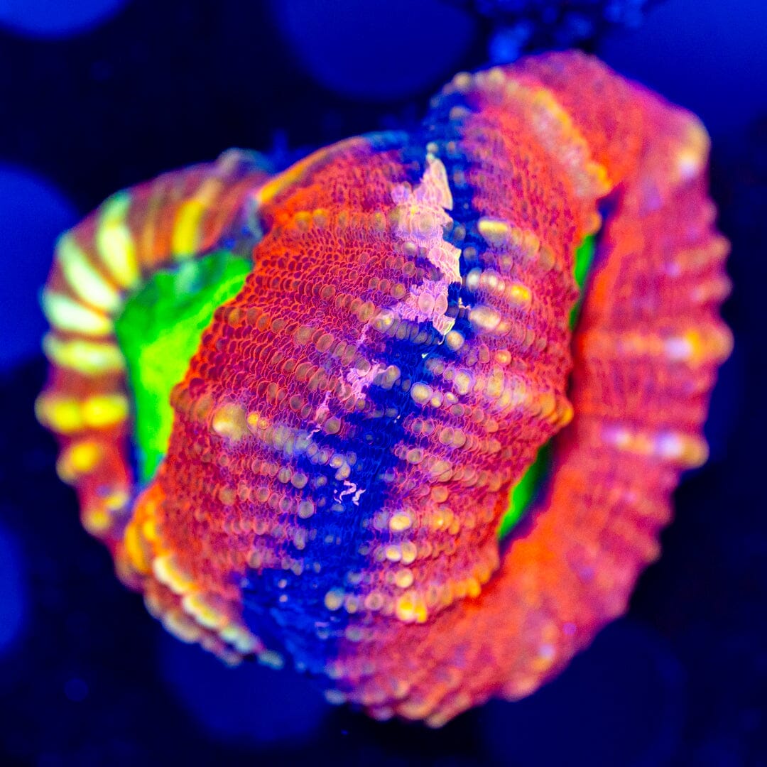 Candy Apple Lobo 4D - WYSIWYG LPS Coral Reef Lounge USA 