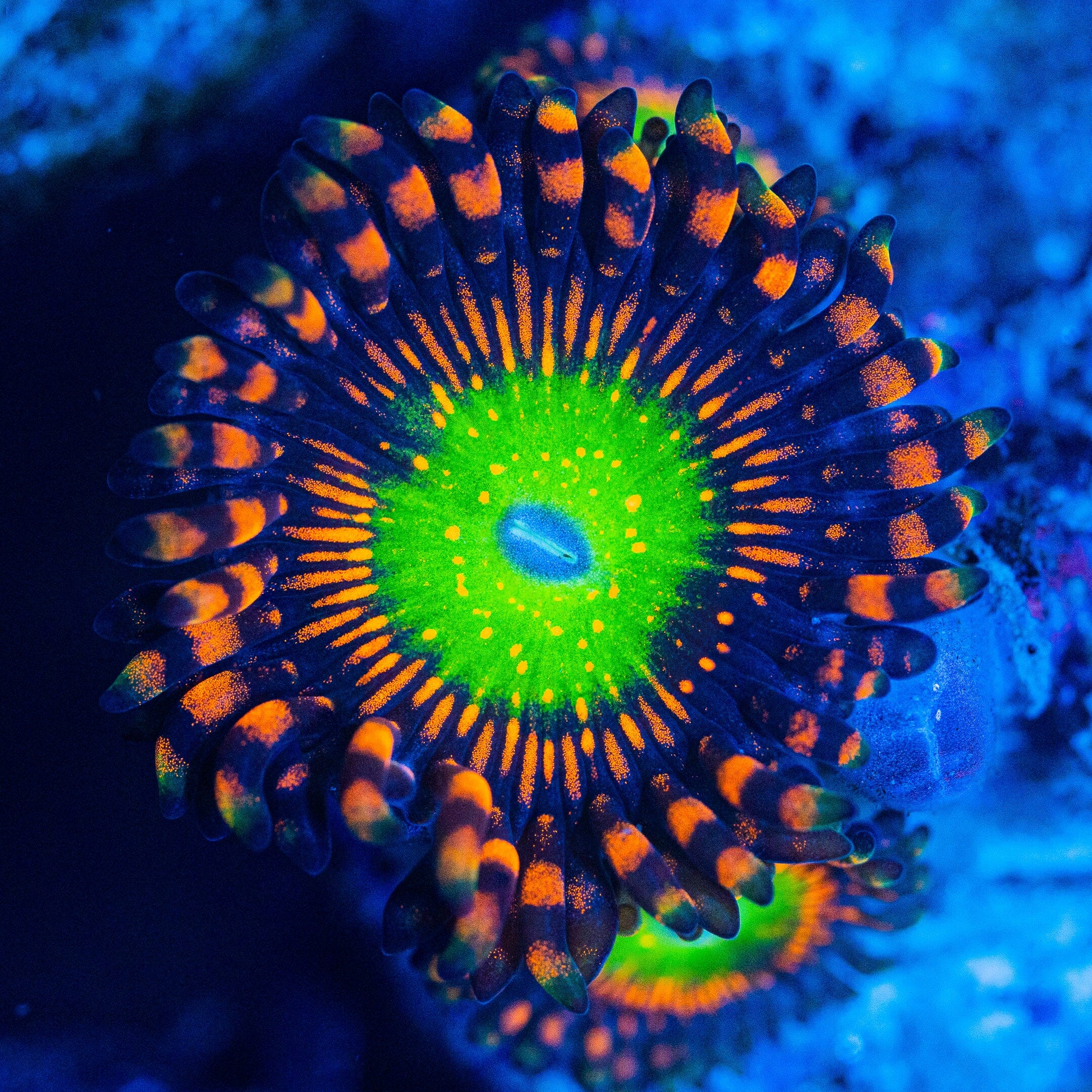 Candy Apple Red Zoanthids Favia Reef Lounge USA 