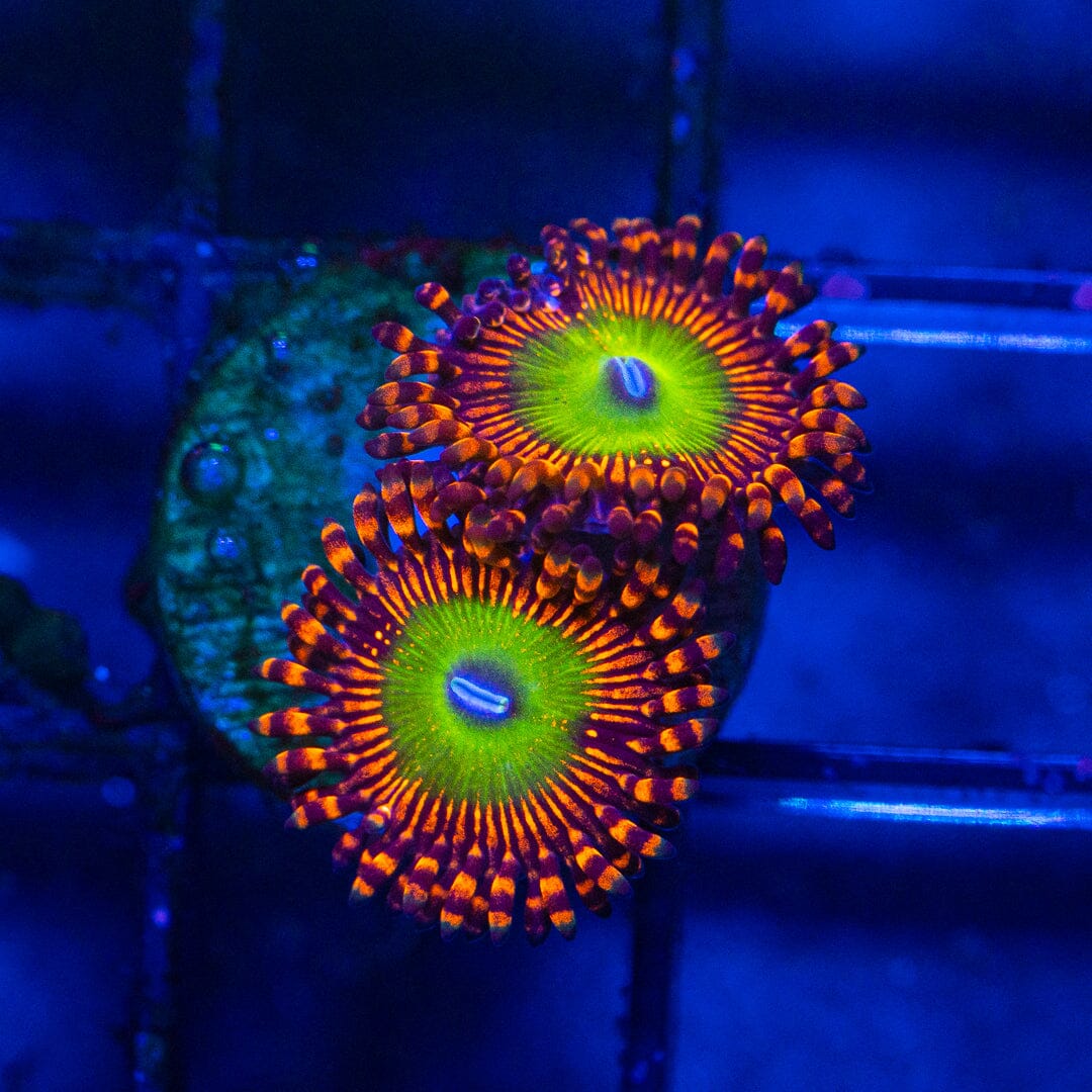 Candy Apple Red Zoanthids - WYSIWYG Auction Reef Lounge Norco 