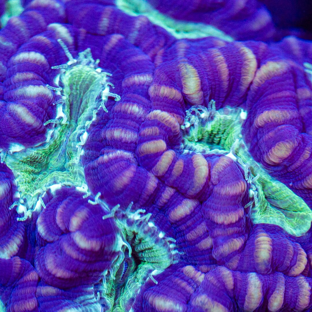 Candy Cane Colony - WYSIWYG Reef Lounge Norco 