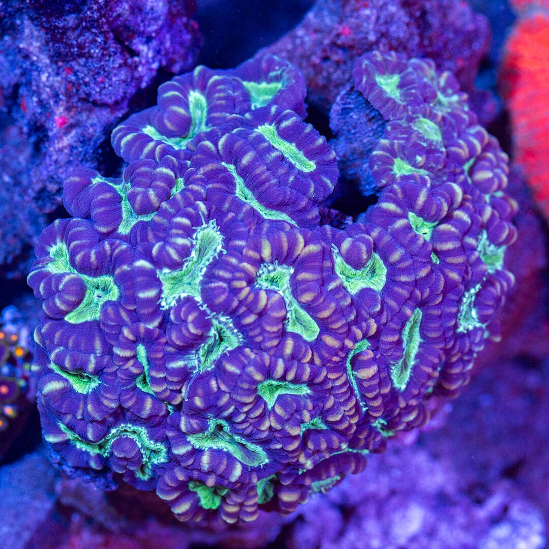 Candy Cane Colony - WYSIWYG Reef Lounge Norco 