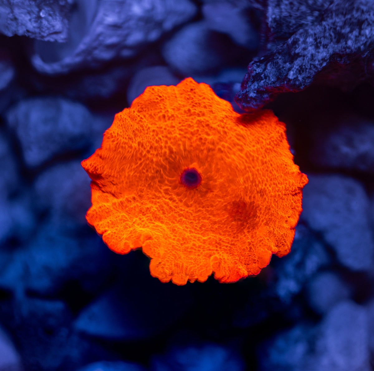 Candy Crush Mushroom - WYSIWYG Reef Lounge Norco 