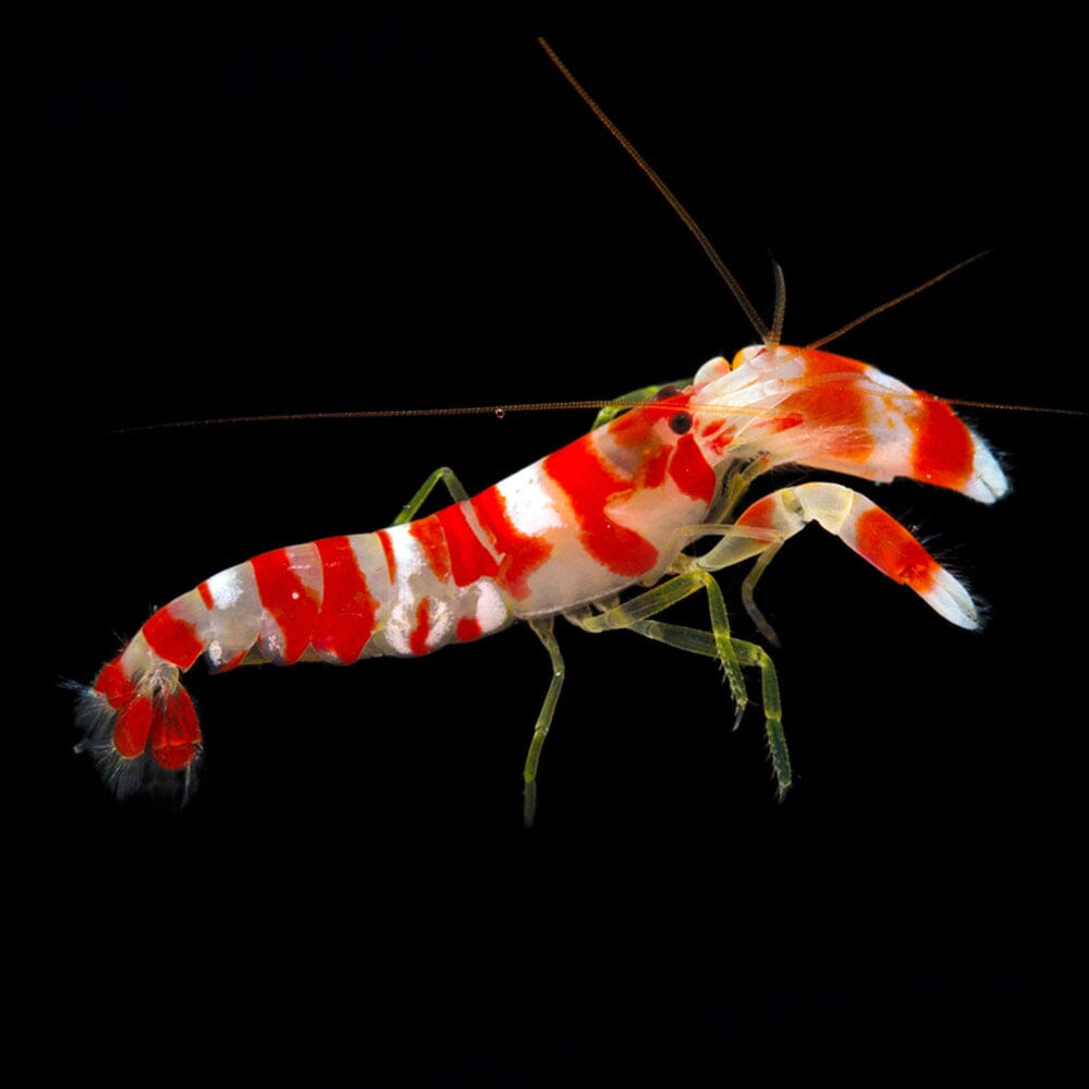 Candy Stripe Pistol Shrimp Invertebrate Reef Lounge USA 