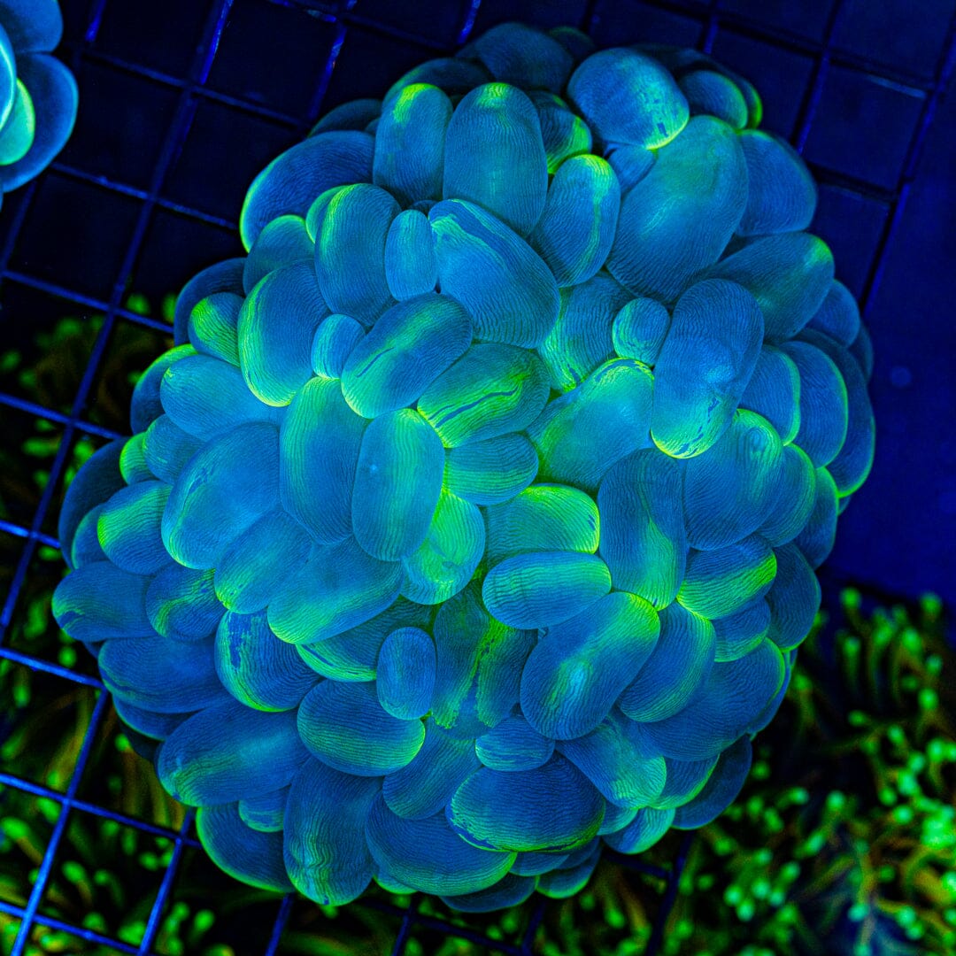 Cats Eye Bubble Coral (WYSIWYG) Reef Lounge Coral 