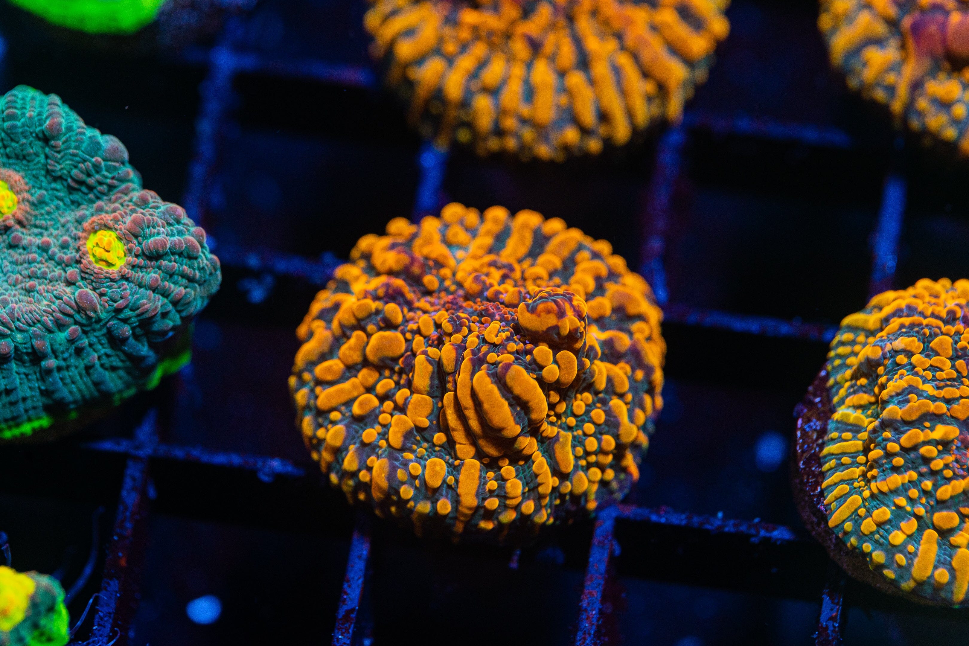 CC Cloudberries Chalice Reef Lounge Norco 