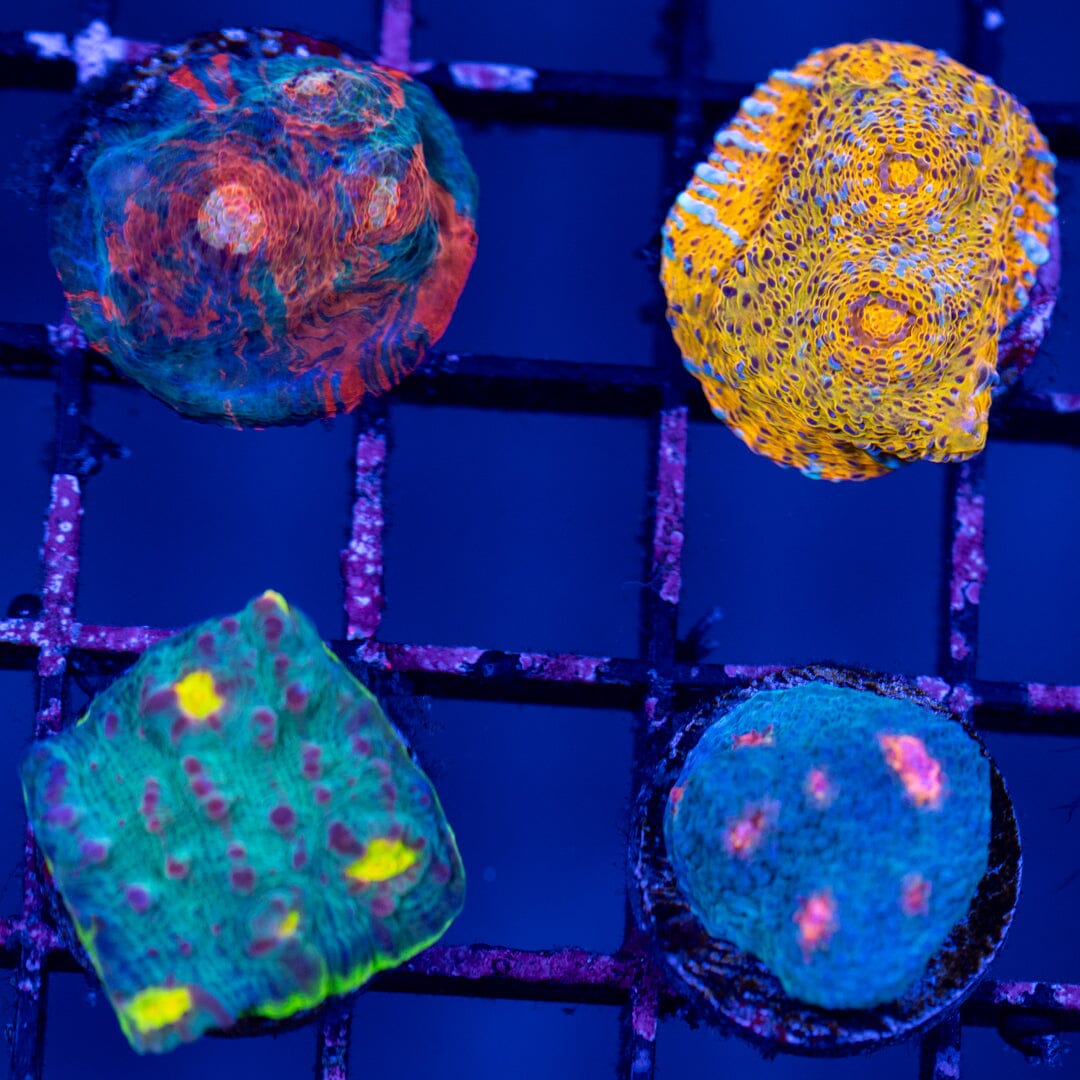 Chalice Frags (6 Pack) - WYSIWYG Reef Lounge Norco 