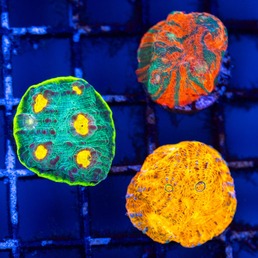 Chalice Variety Pack 1A - WYSIWYG Reef Lounge Coral 