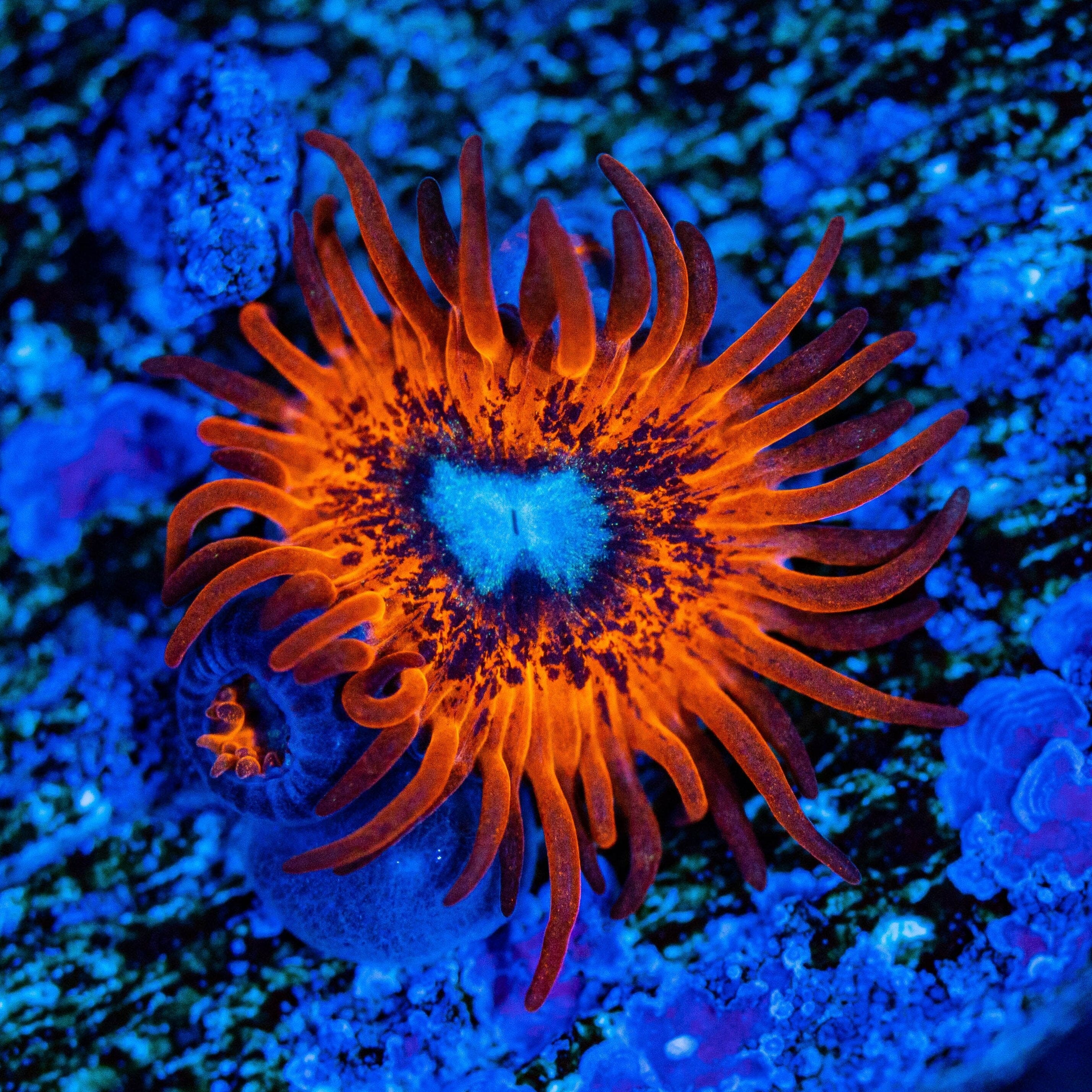 Charmander Zoanthids Soft Coral Reef Lounge USA 