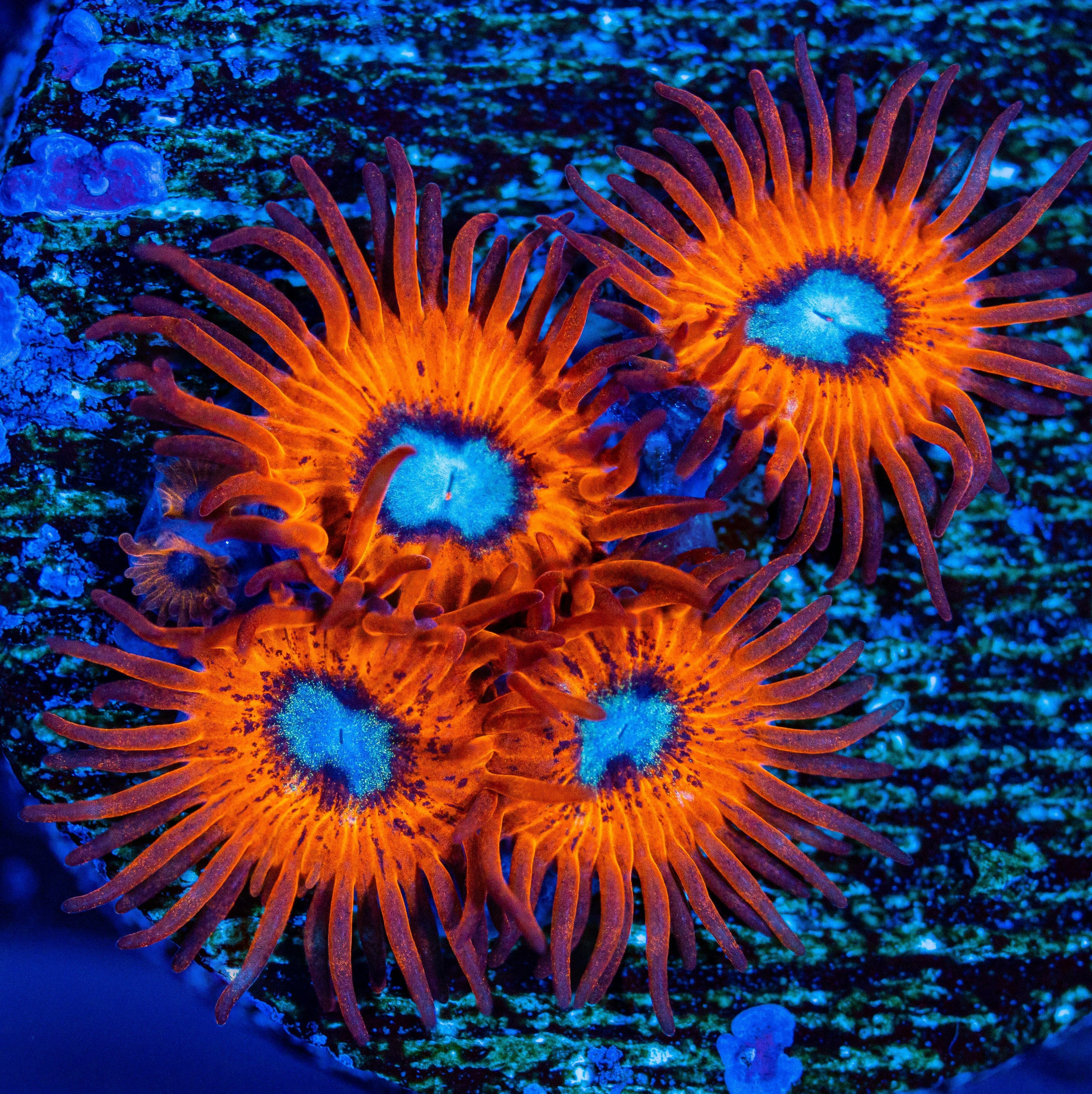 Charmander Zoanthids Coral Frag | Aquacultured Zoa for Sale
