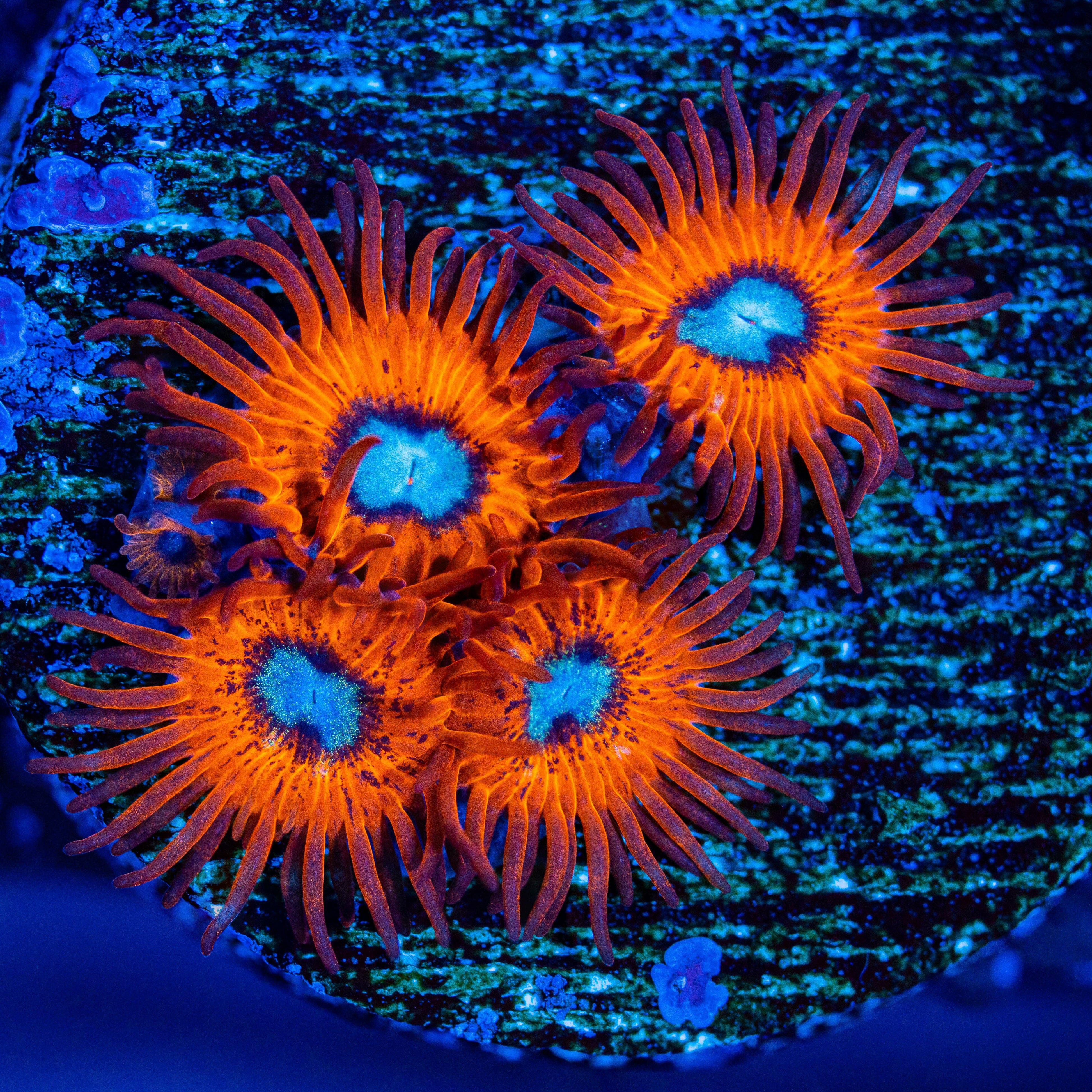 Charmander Zoanthids Soft Coral Reef Lounge USA 