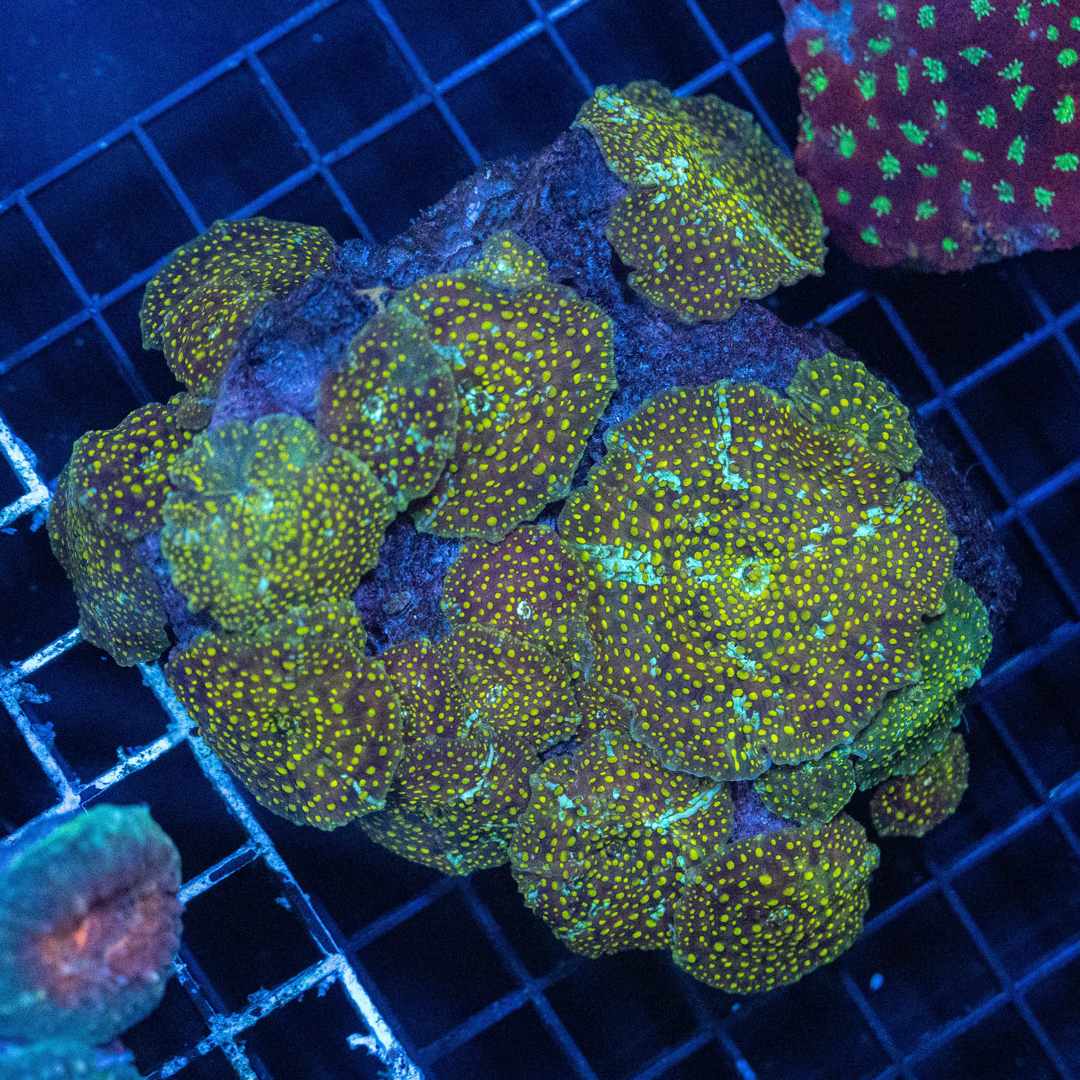 Cheetah Mushroom Colony 2A - WYSIWYG Reef Lounge Norco 