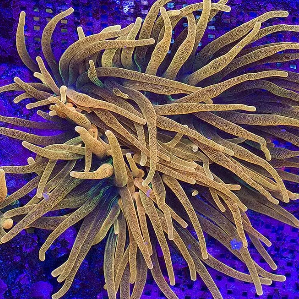 Chicago Sunburst Anemone Invertebrate Reef Lounge USA 